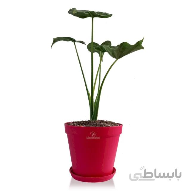 گیاه آپارتمانی بابا آدم