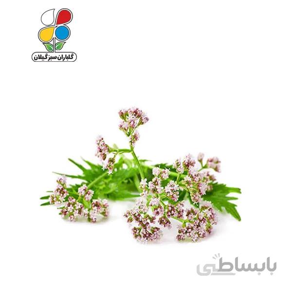 بذر سنبل الطیب بسته 3 عددی مدل GPSH7L