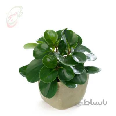 خرید گل آنلاین – پپرومیا برگ قاشقی کوچک رو میزی