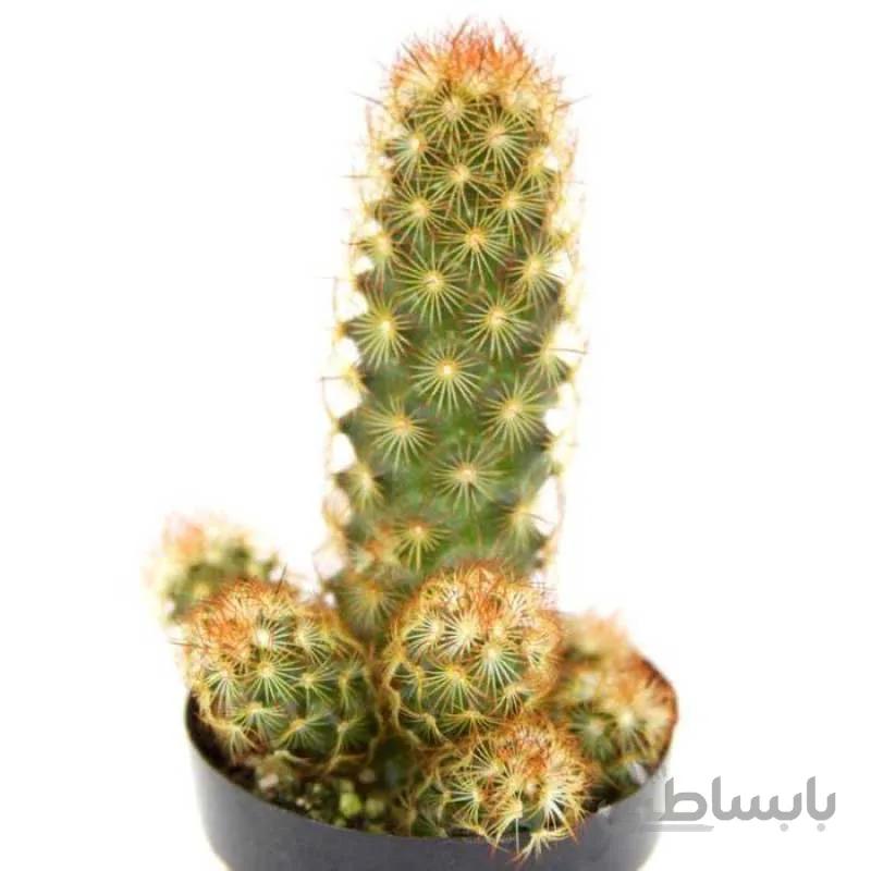 بذر مامیلاریا الانگاتا