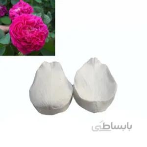 وینر و کاتر گل رز باغی