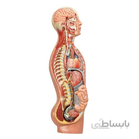 مولاژ دستگاه عصبی خودکار ا outomatic nervous system moulage