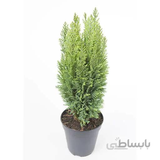 بذر کاج سرو طلایی