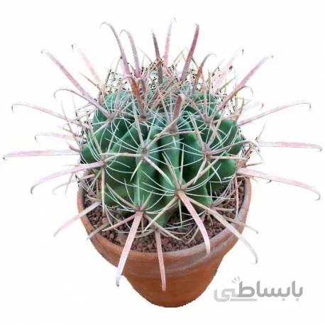 بذر فروکاکتوس هررا (عمده) | Ferocactus herrerae