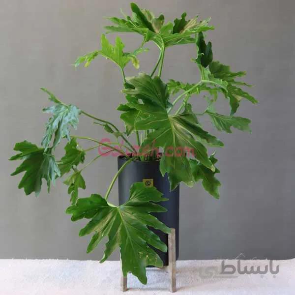 برگ انجیری فر