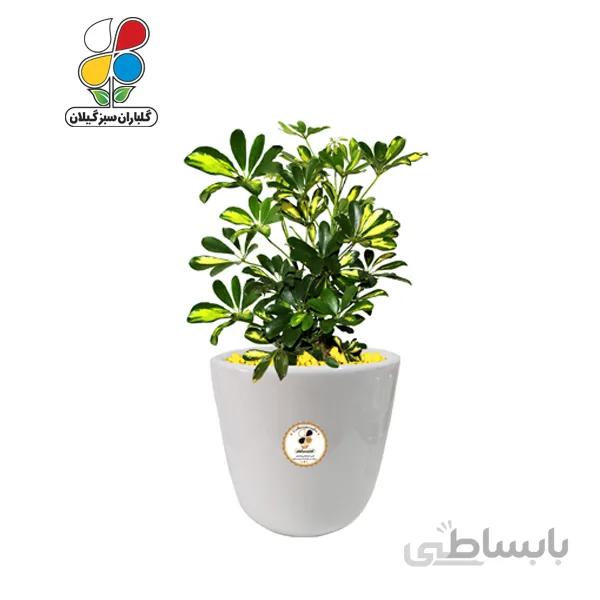 گیاه طبیعی شفلرا بزرگ مدل GN13-4L