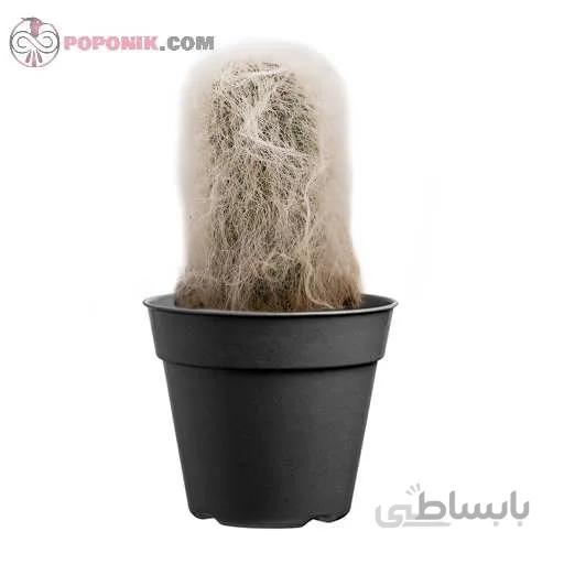کاکتوس اولدمن (پیرمرد)