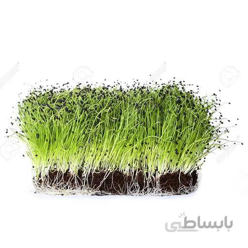 بذر میکروگرین پیازچه