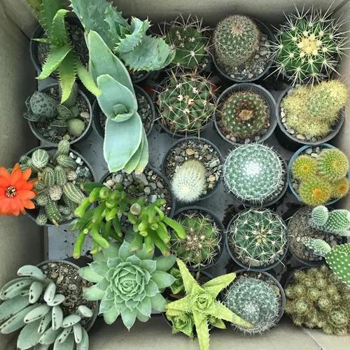 پک میکس کاکتوس و ساکولنت بذری 25 عددی