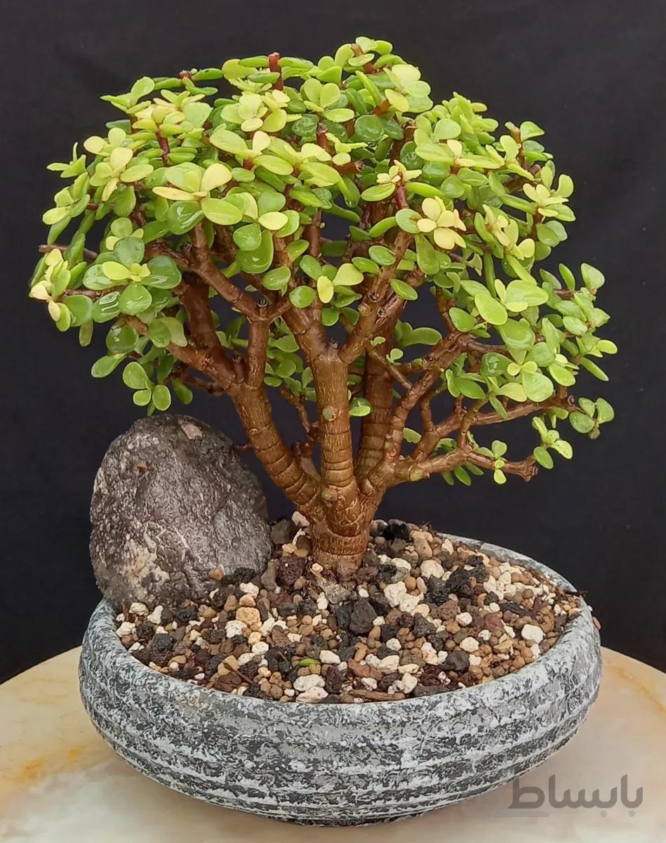 بنسای(بونسای)جید مینیاتو(کراسولا خرفه) توپی ابلق ا Pertolacaria bonsai