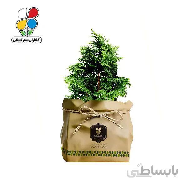 گیاه طبیعی کاج تویا آمریکایی گلباران سبز گیلان مدل GN13-49K
