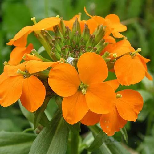 بذر شب بوی خیری