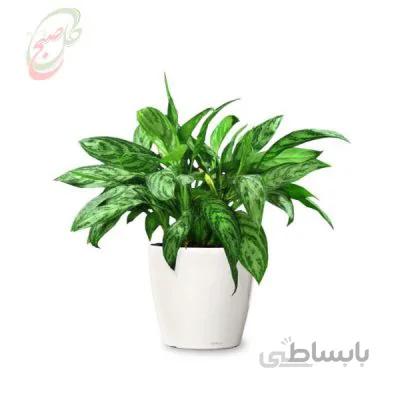خرید گل آنلاین – آگلونما نخشید سیلور کینگ