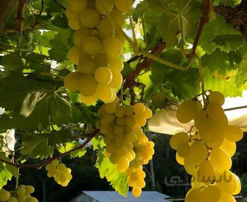 نهال گلدانی انگور عسگری یا شیرازی