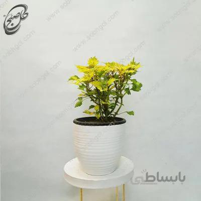 سفارش گل آنلاین – حسن یوسف تایلندی طرح H-073