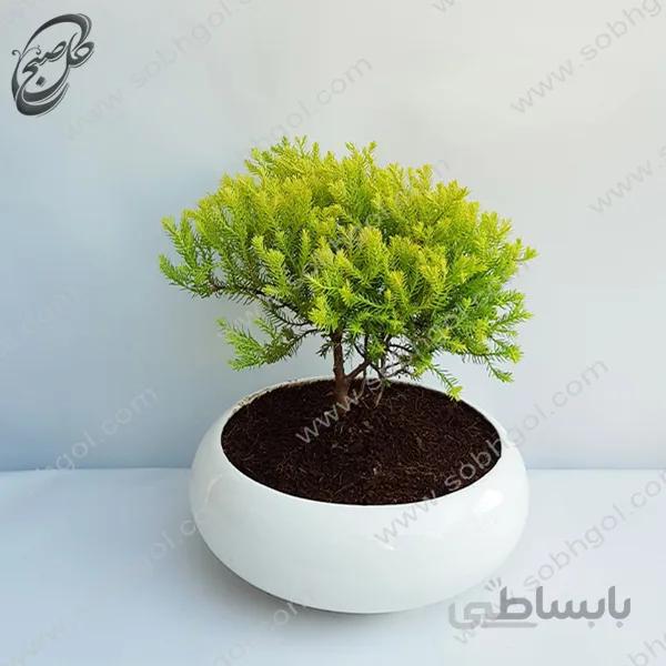 بونسای کاج ژانویه طرح B-020