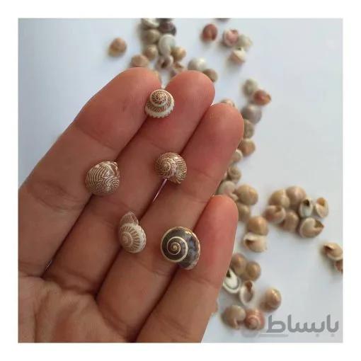 بستهی صدف چشمی(۲۰ عددی)