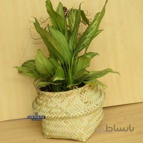 آگلونما