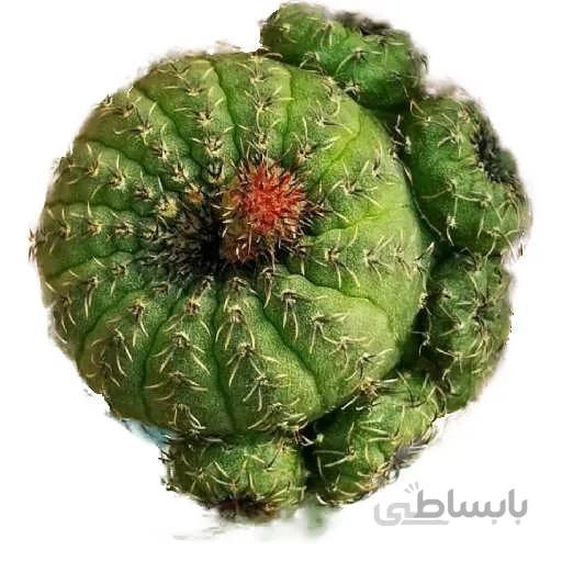 بذر کاکتوس فرالیا دفینیشن