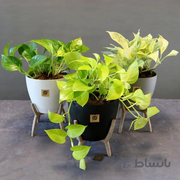 مجموعه سه عددی پتوس