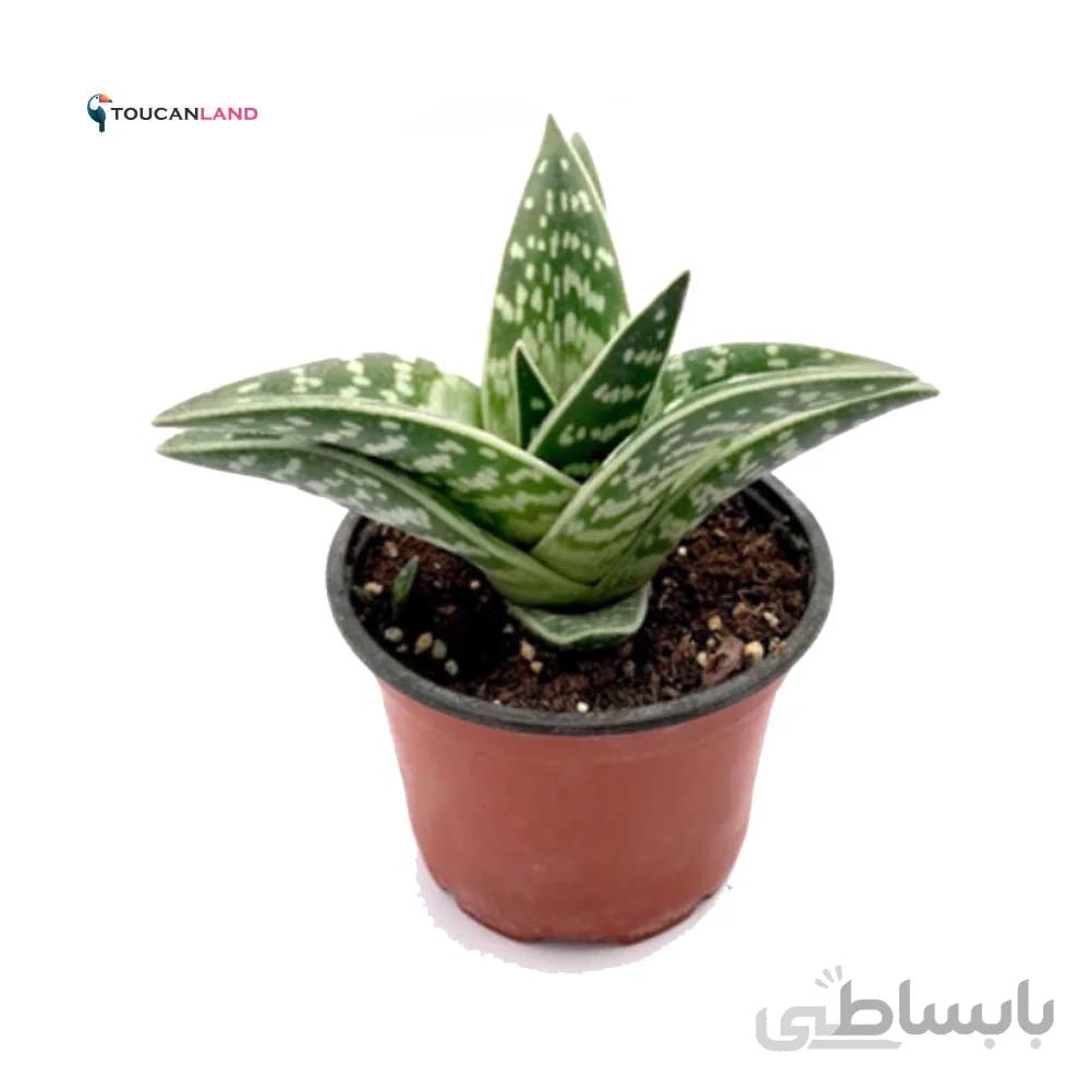 بذر آلوئه واریگاتا بسته 5 عددی