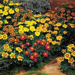 بذر گل جعفری مینیاتوری الوان ا tagetes french marigold mix