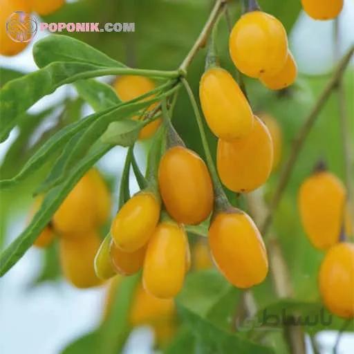 نهال گوجه بری زرد
