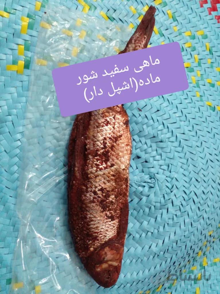 ماهی سفید شور با جنسیت ماده(اشپل دار) کد 14194198909