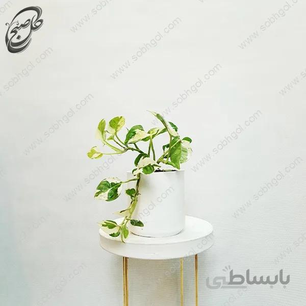 سفارش گل آنلاین – پتوس ارتشی طرح P-011