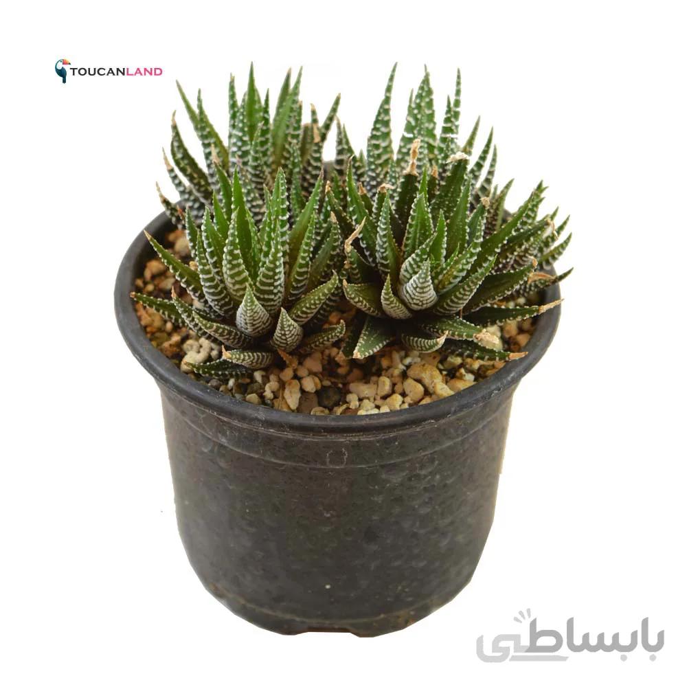 هاورتیا گورخری پر بچه