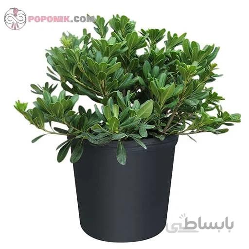 بذر میخک ژاپنی