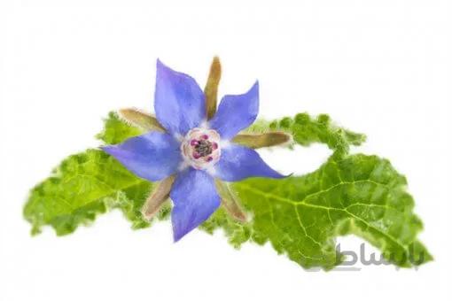 بذر گل گاو زبان اروپایی بسته 20 عددی