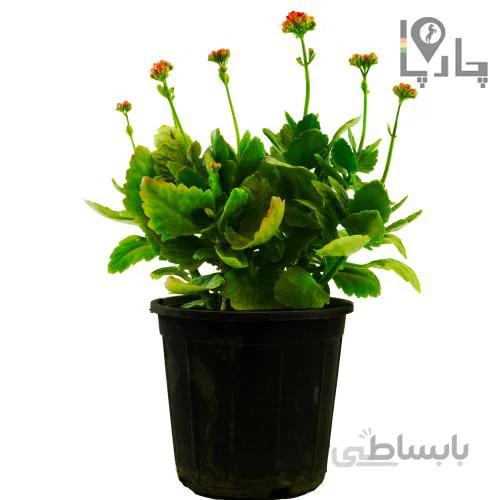 گل کالانکوآ