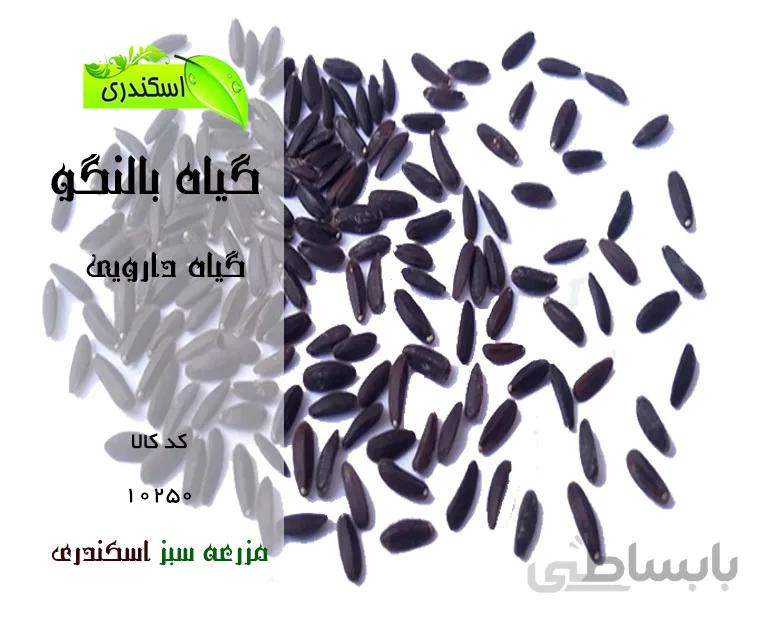 بذر بالنگو