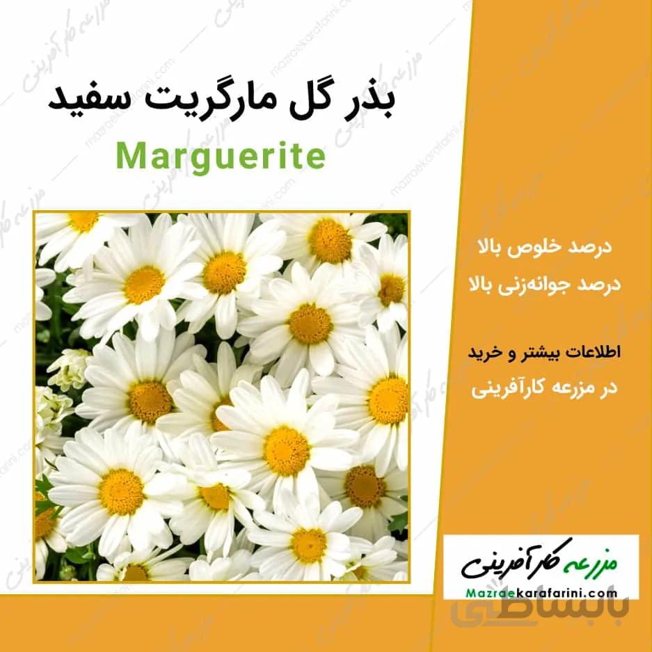 بذر گل مارگریت سفید