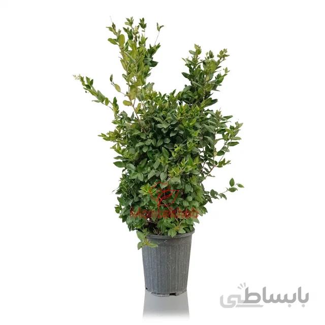 یاس هلندی سایز 38
