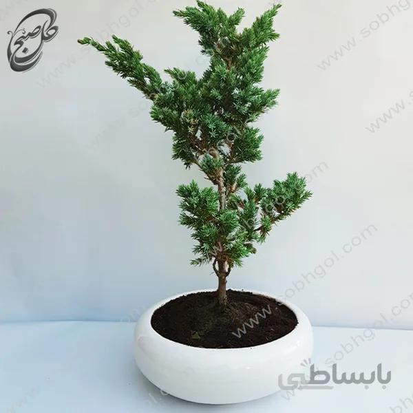 بونسای کاج اطلسی طرح B-026