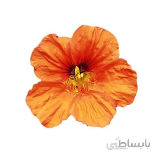 بذر گل لادن خوراکی