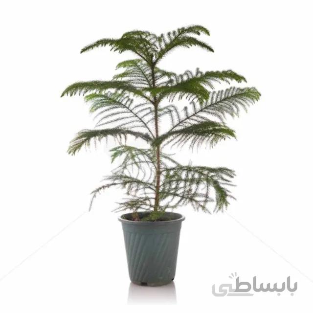 گیاه آپارتمانی کاج مطبق ارتفاع 75 سانت