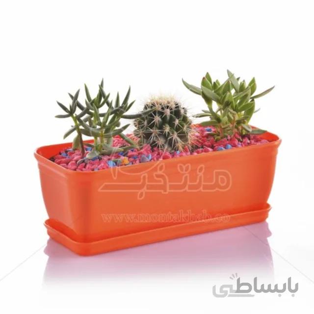 مجموعه ساکولنت در باکس پلاستیکی کلاسیک ارتفاع 15 سانت