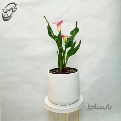 سفارش گل آنلاین – اسپاتی شیپوری طرح S-010