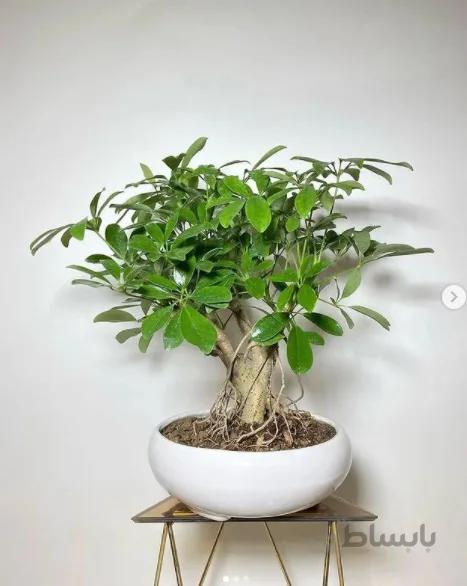 بونسای شفلرا ( بونسای اصیل و مقاوم )