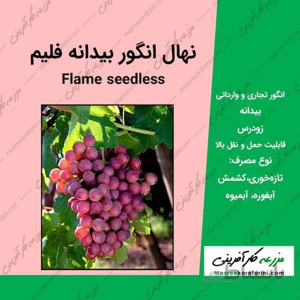 نهال گلدانی انگور فلیم سیدلس Flame Seedless
