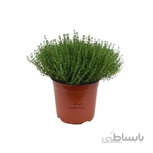 بذر آویشن باغی