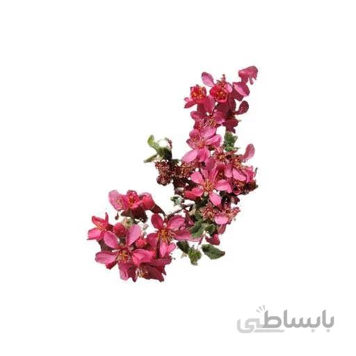 بذر درخت بادام تنگرس