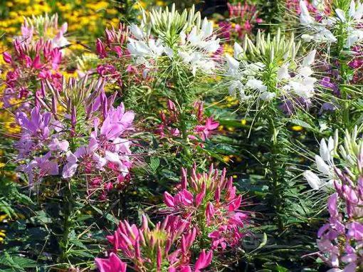 بذر گل عنکبوتی رنگارنگ هلندی بسته 50 عددی