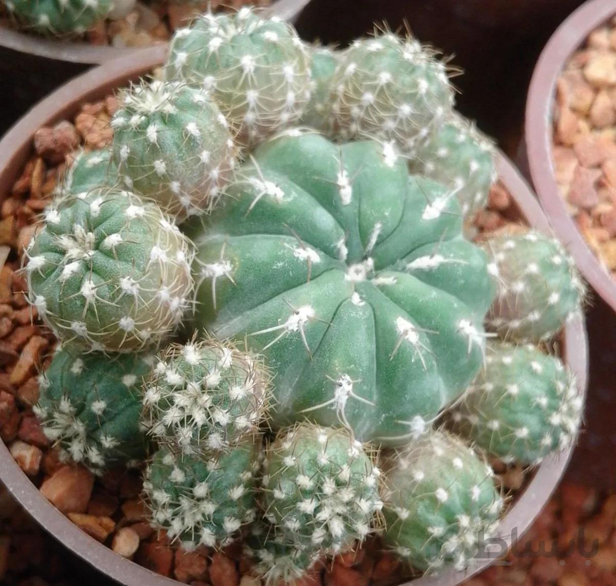 کاکتوس ماتوکانا بچه زا | MATUCANA