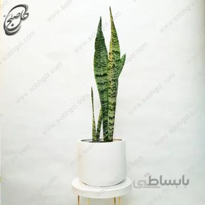 سفارش گل آنلاین – سانسوریا پوست ماری پا بلند طرح S-011