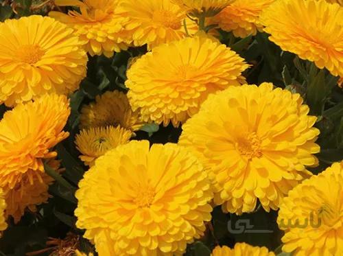 بذر گل همیشه بهار زرد پرپر ایتالیایی بسته ۵۰ عددی