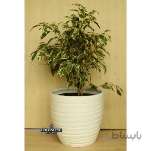 فیکوس بنجامین